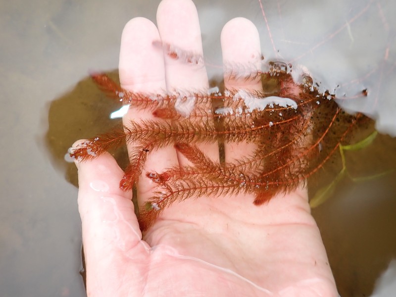 Alternateflower Watermilfoil photo 5