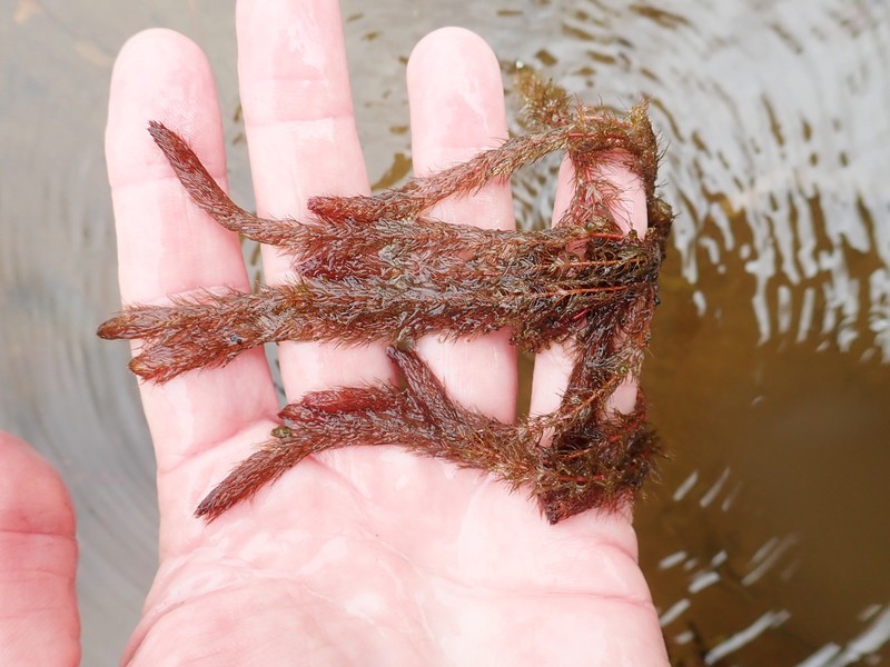 Alternateflower Watermilfoil photo 6