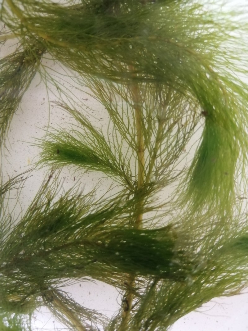 Alternateflower Watermilfoil