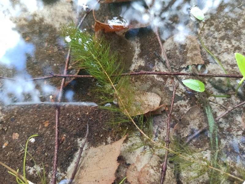 Alternateflower Watermilfoil photo 2