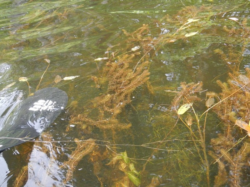 Alternateflower Watermilfoil photo 3