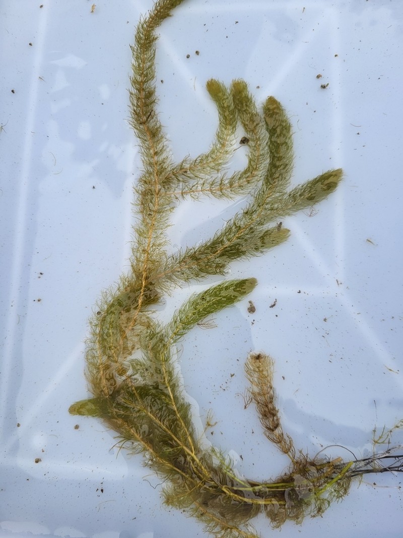 Alternateflower Watermilfoil photo 4