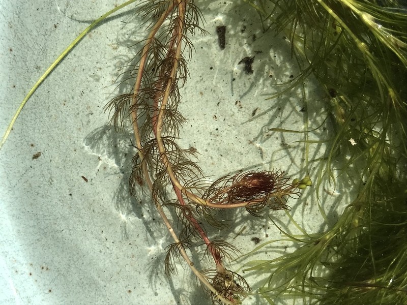 Alternateflower Watermilfoil photo 5