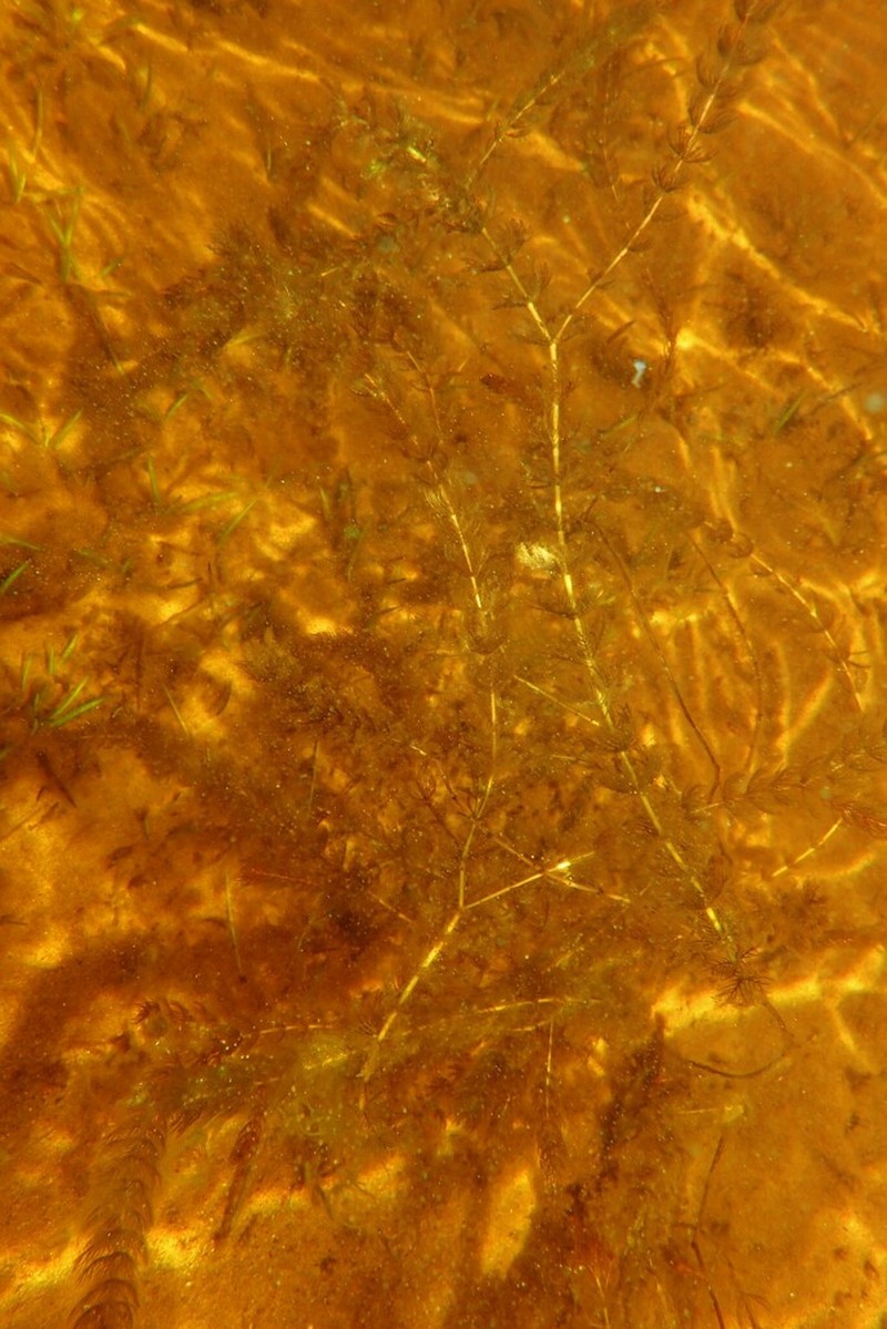 Alternateflower Watermilfoil photo 6