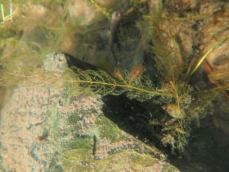 Alternateflower Watermilfoil photo 7