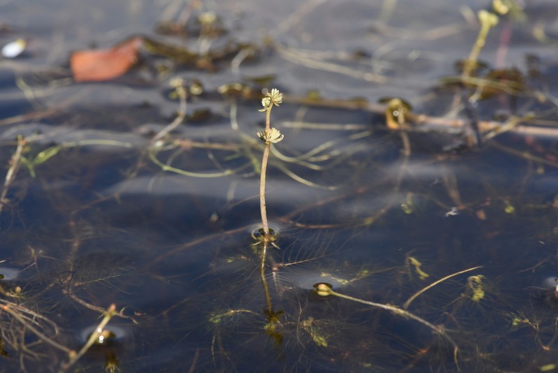 Alternateflower Watermilfoil photo 8