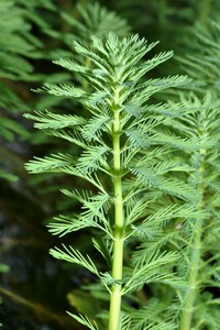 Parrot Feather Watermilfoil