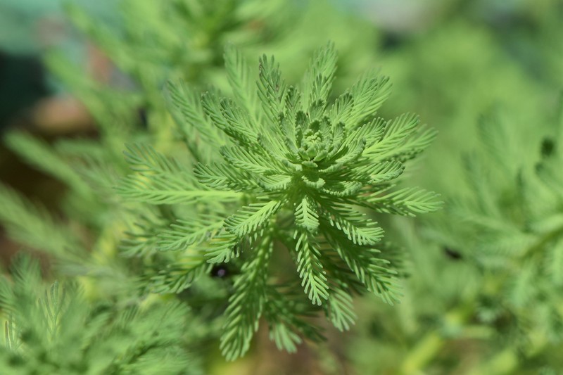 Parrot Feather Watermilfoil photo 2
