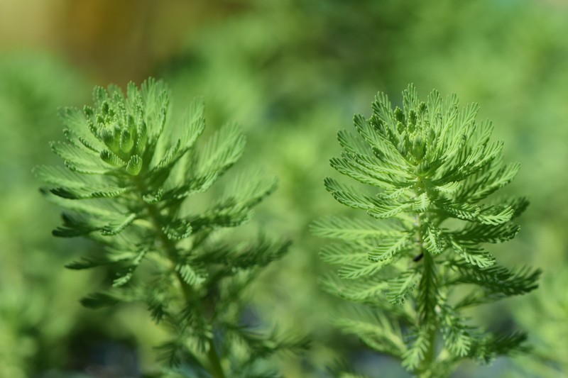 Parrot Feather Watermilfoil photo 3