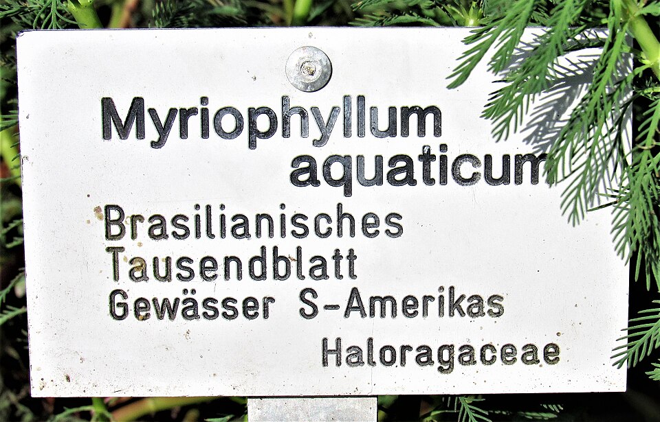Parrot Feather Watermilfoil photo 4