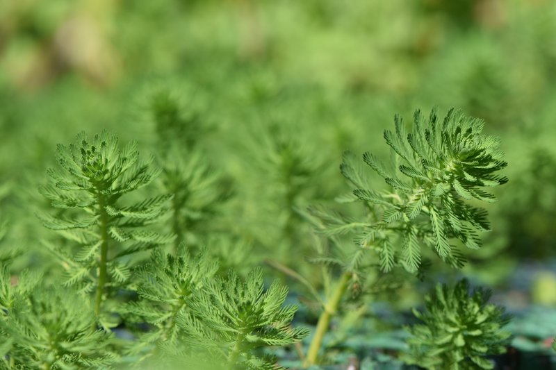Parrot Feather Watermilfoil photo 5