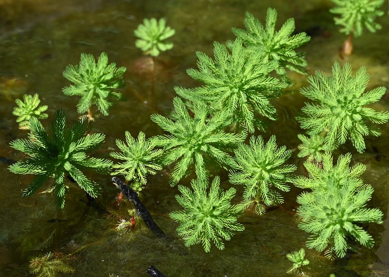 Parrot Feather Watermilfoil photo 6