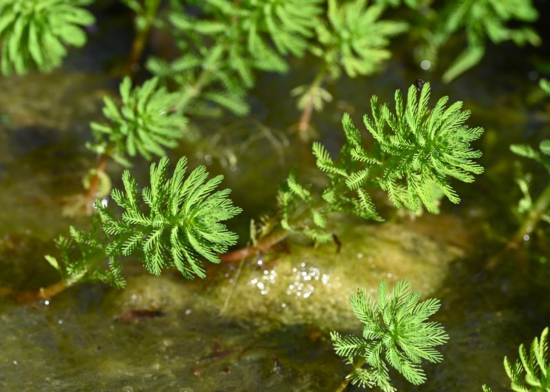 Parrot Feather Watermilfoil photo 7