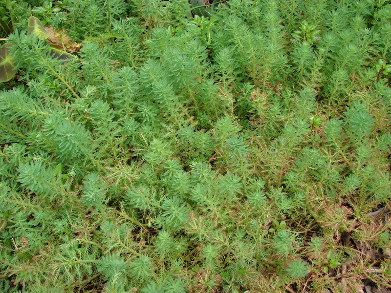 Parrot Feather Watermilfoil photo 8