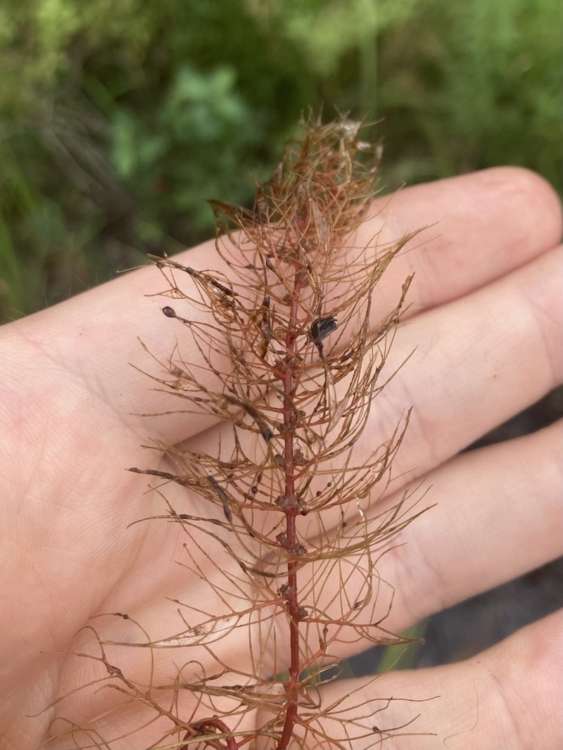 Farwell's Watermilfoil