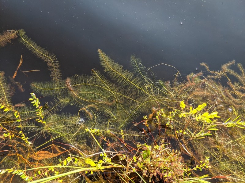 Farwell's Watermilfoil photo 2
