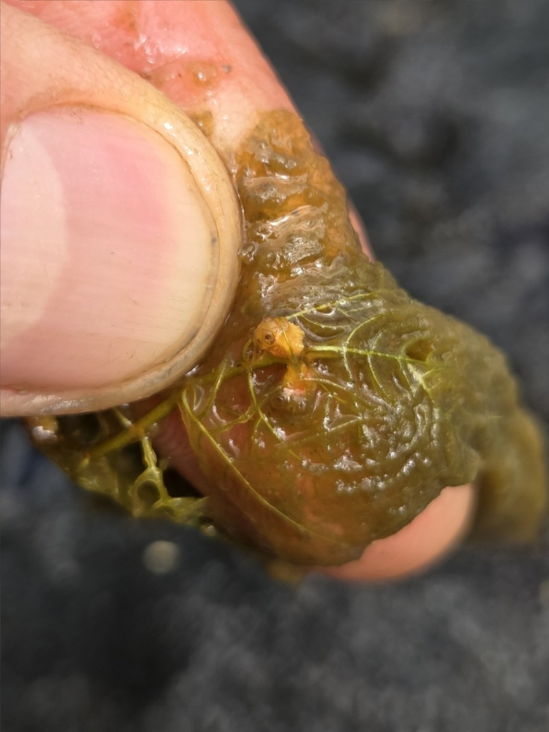 Farwell's Watermilfoil photo 3