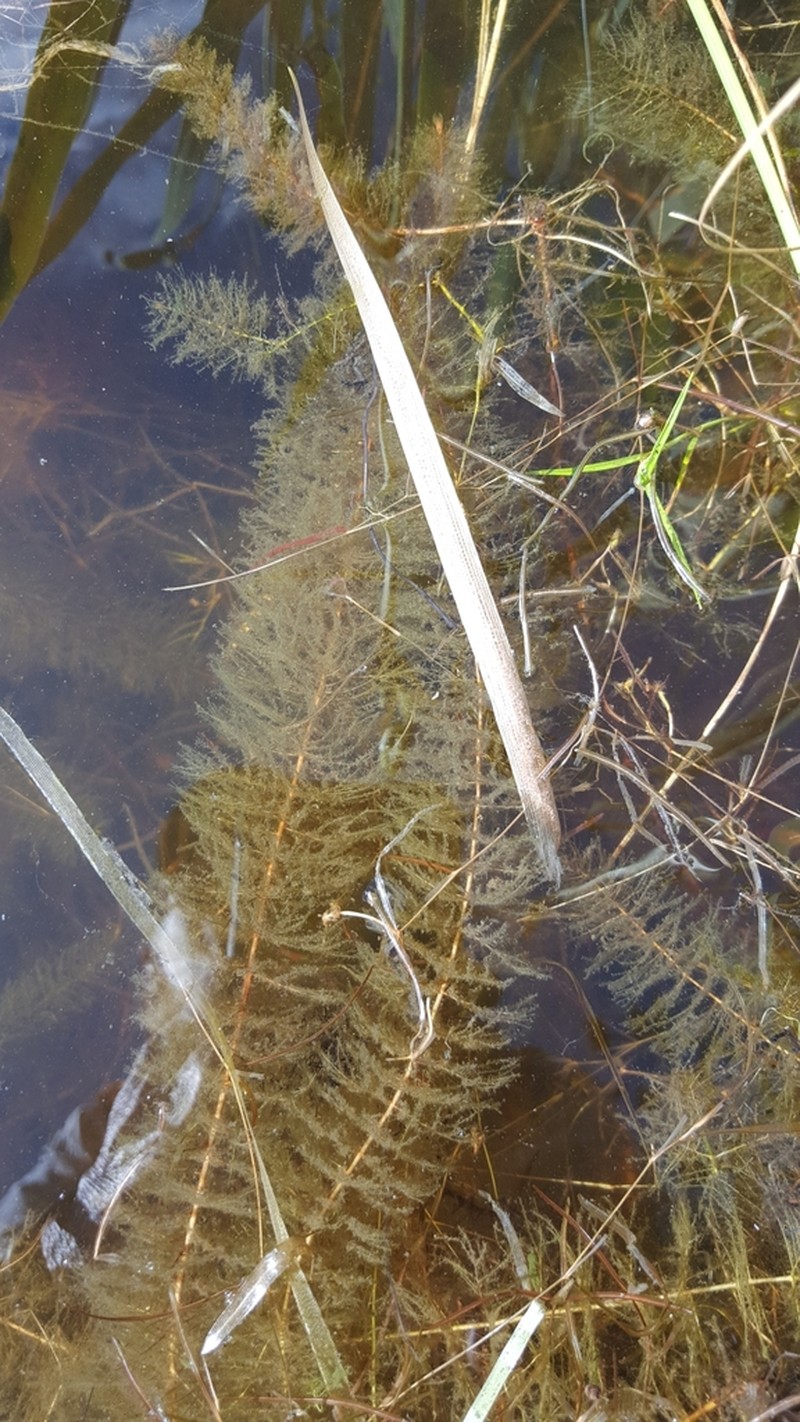 Farwell's Watermilfoil photo 4