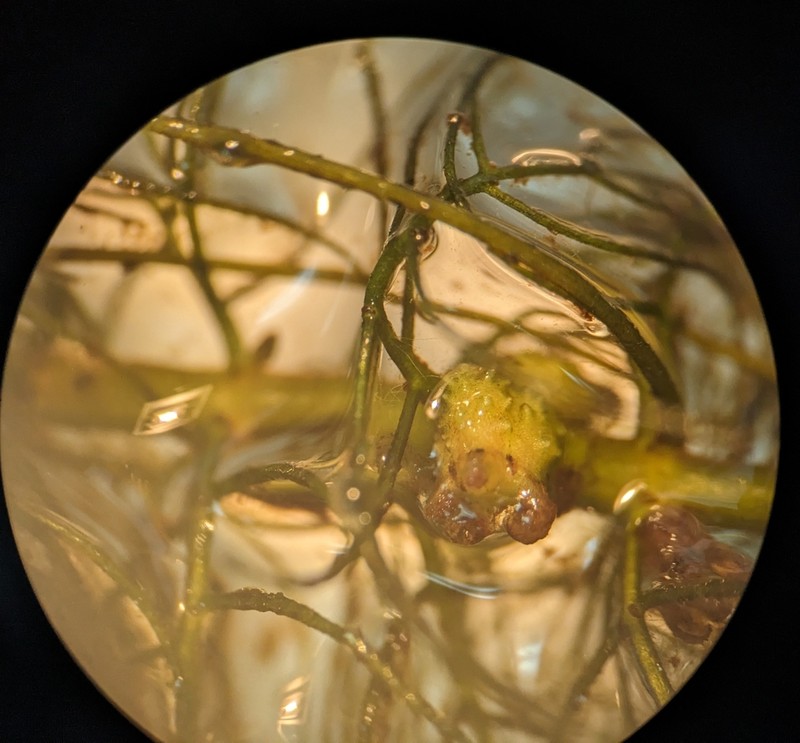 Farwell's Watermilfoil photo 5