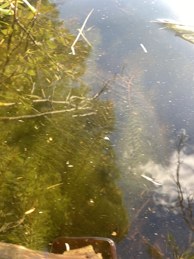 Farwell's Watermilfoil photo 6