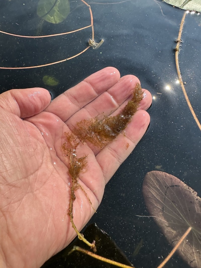 Farwell's Watermilfoil photo 7