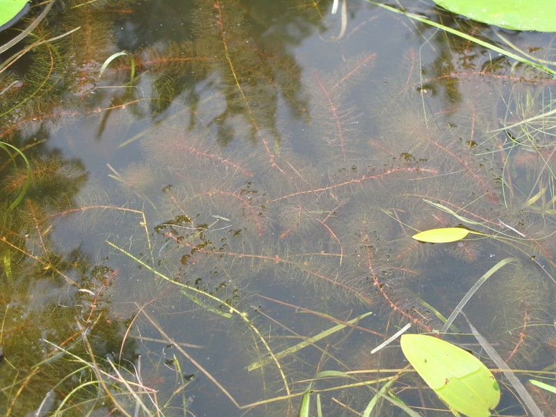 Farwell's Watermilfoil photo 8