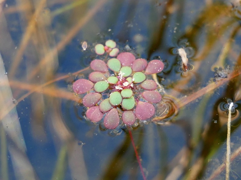 Myriophyllum foveicola