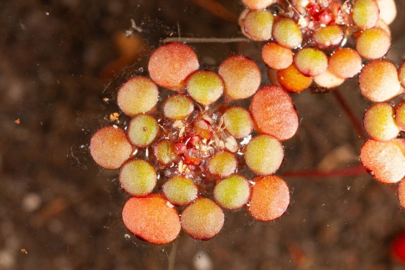 Myriophyllum foveicola photo 3