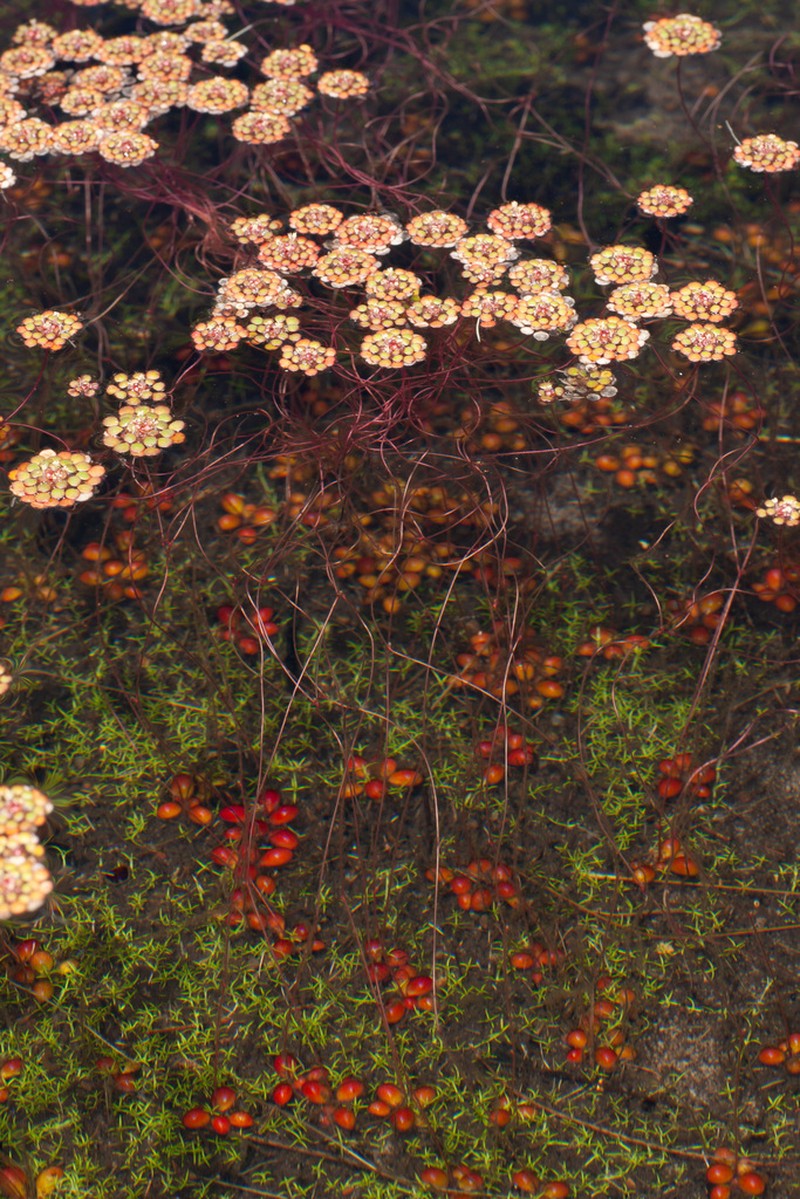 Myriophyllum foveicola photo 4