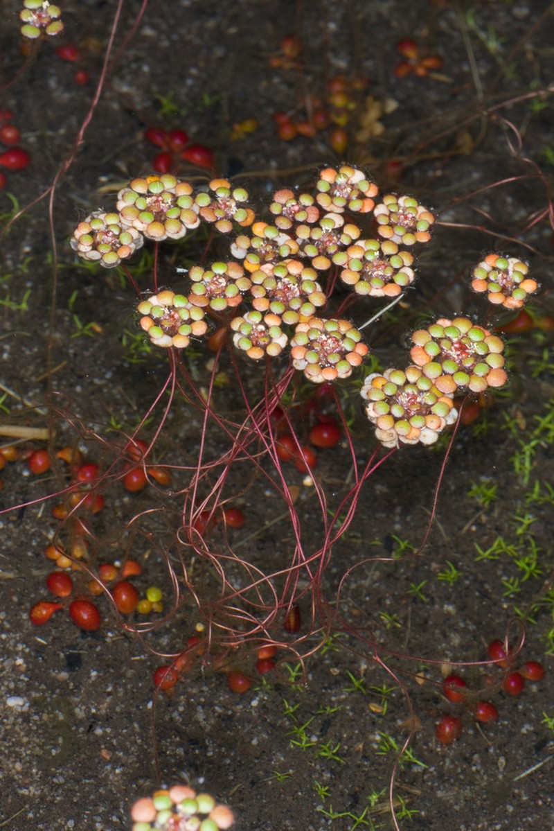 Myriophyllum foveicola photo 5
