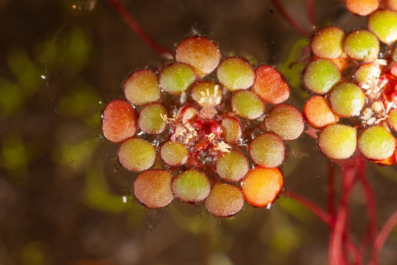 Myriophyllum foveicola photo 6