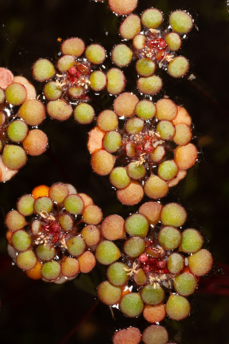 Myriophyllum foveicola photo 7