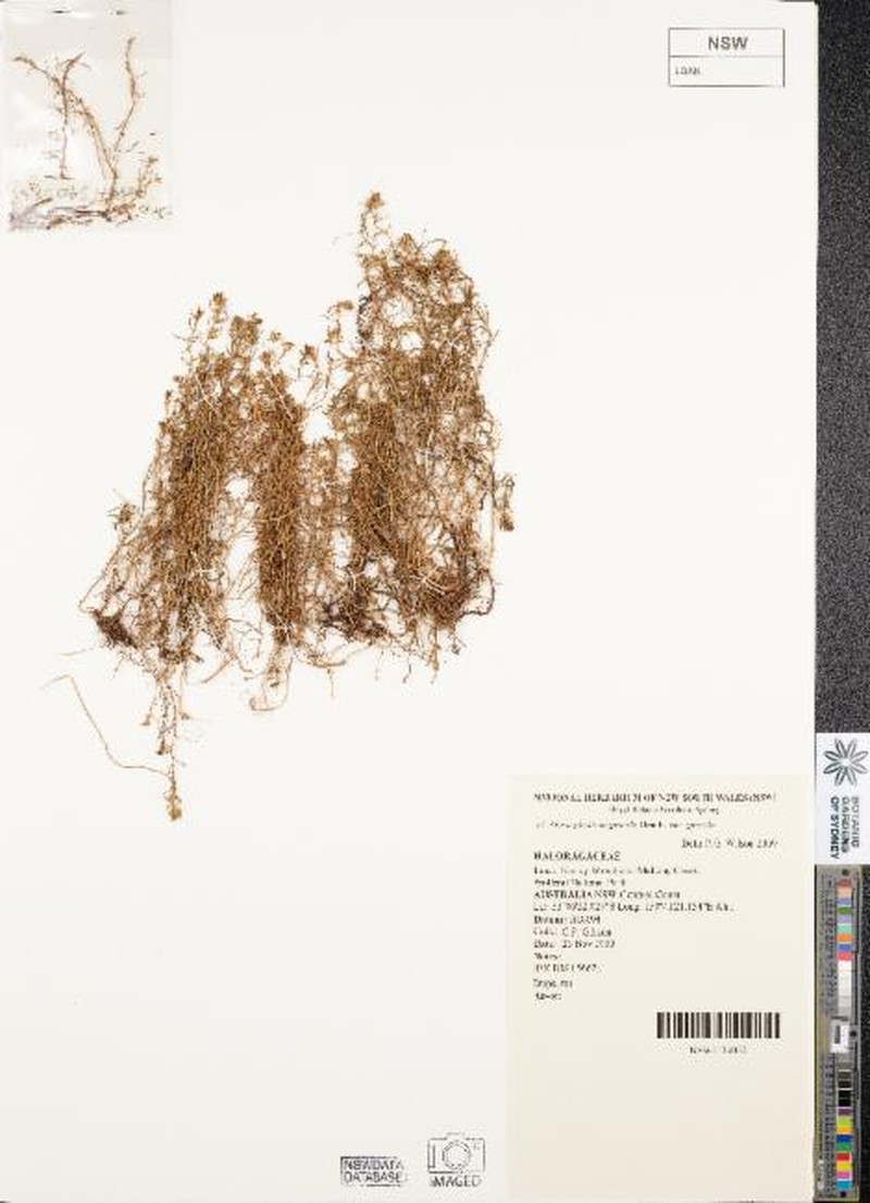 Myriophyllum gracile var. gracile