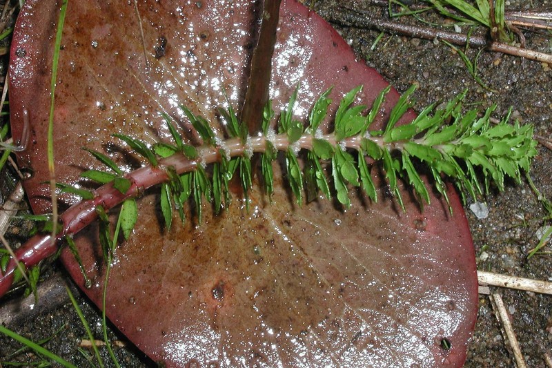 Twoleaf Watermilfoil
