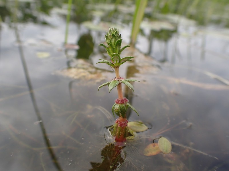 Twoleaf Watermilfoil photo 2