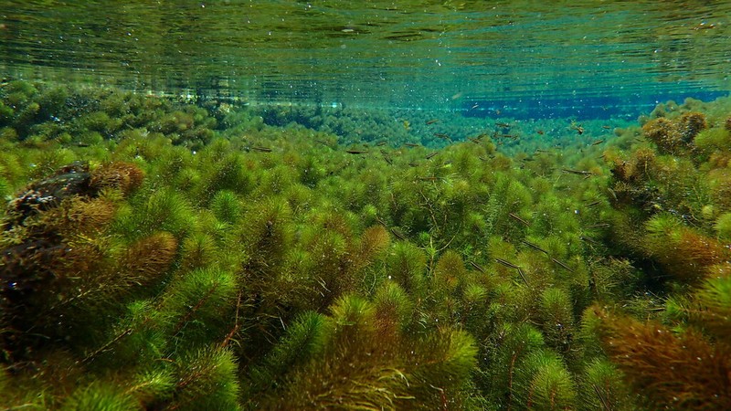 Twoleaf Watermilfoil photo 3
