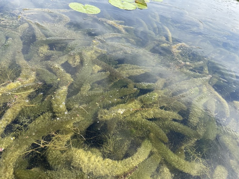 Twoleaf Watermilfoil photo 4