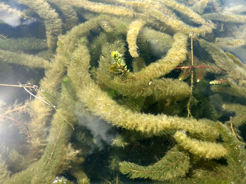 Twoleaf Watermilfoil photo 5