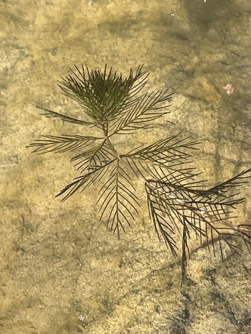 Twoleaf Watermilfoil photo 6