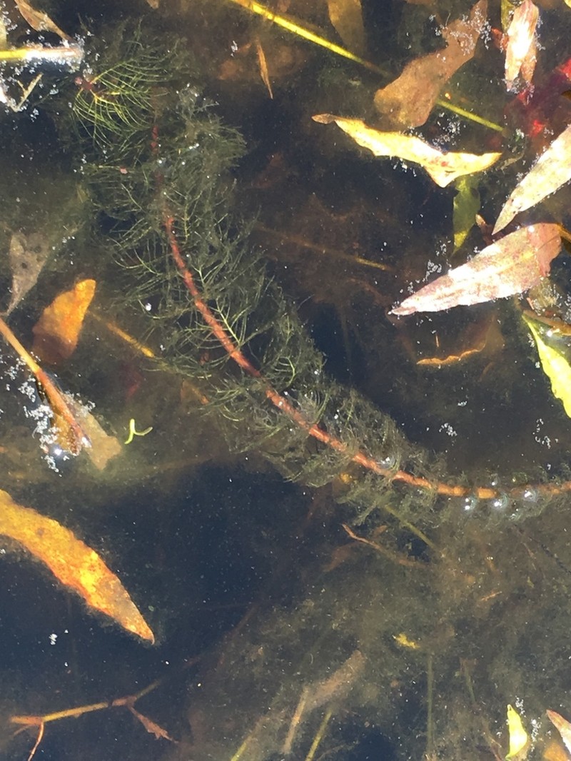Twoleaf Watermilfoil photo 7