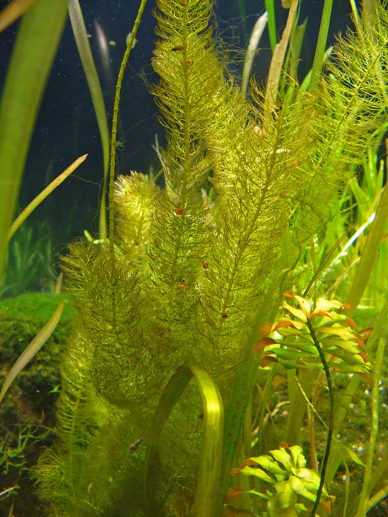Western Watermilfoil