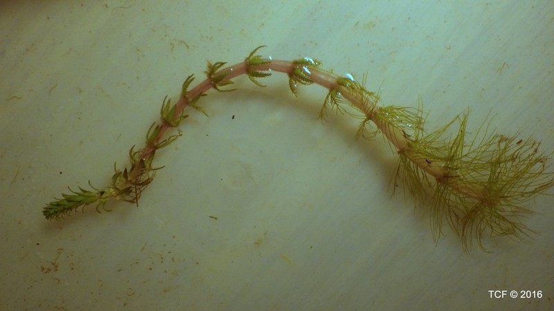 Western Watermilfoil photo 2