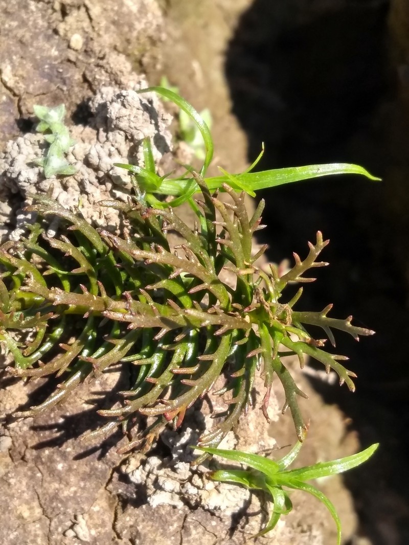 Western Watermilfoil photo 3