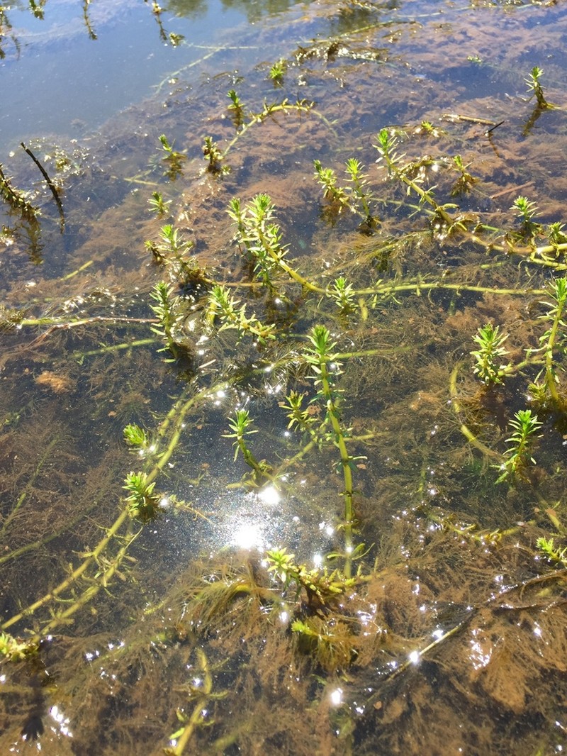 Western Watermilfoil photo 4