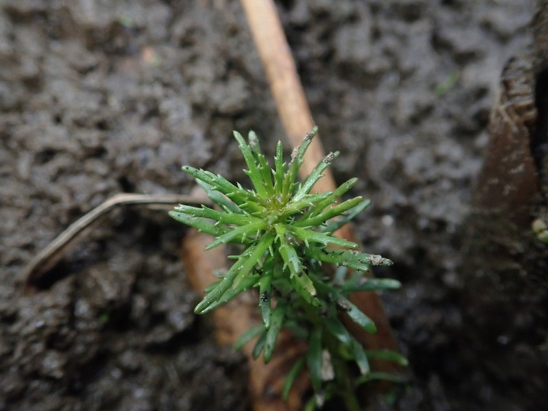 Western Watermilfoil photo 6