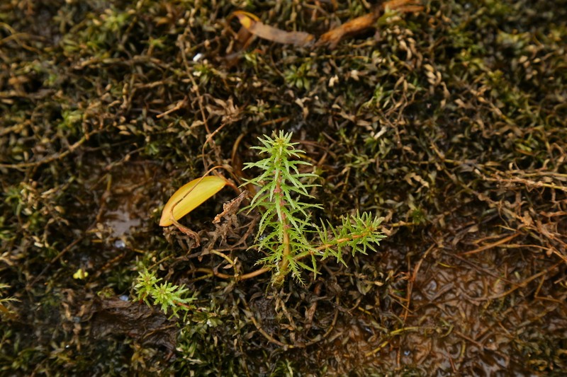 Western Watermilfoil photo 7