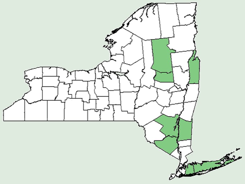 Low Watermilfoil