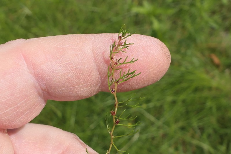 Low Watermilfoil