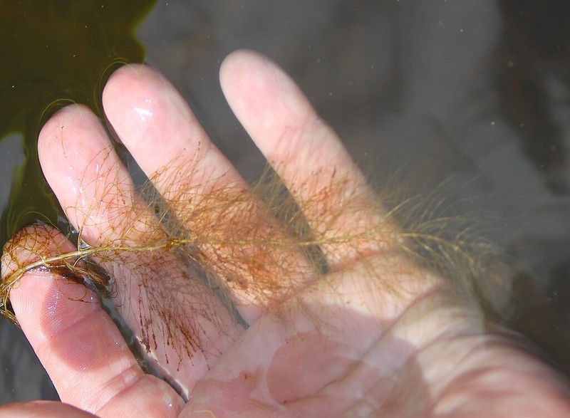 Low Watermilfoil photo 2
