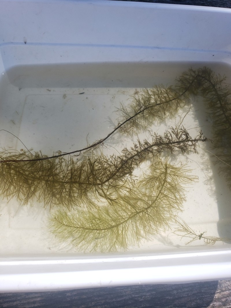 Low Watermilfoil photo 3